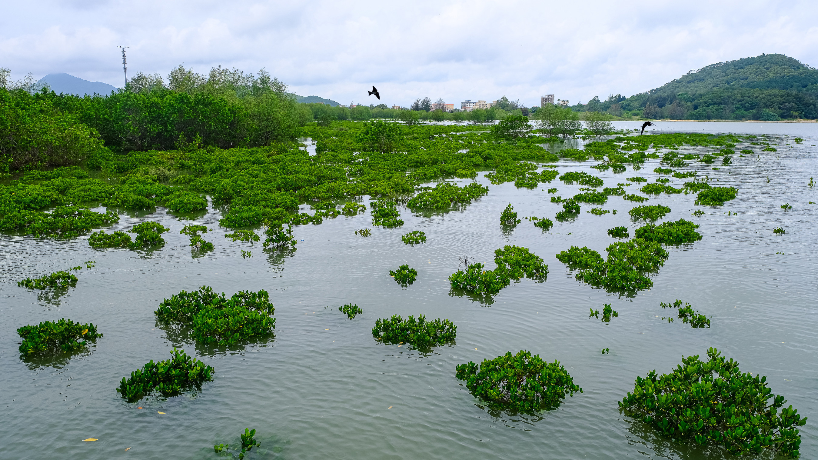 马爹利红树林保护项目助力红树林湿地生态系统的改善,为燕子和其他