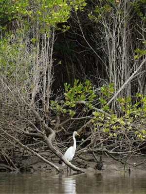 Unable to view the image, Please provide a valid URL.