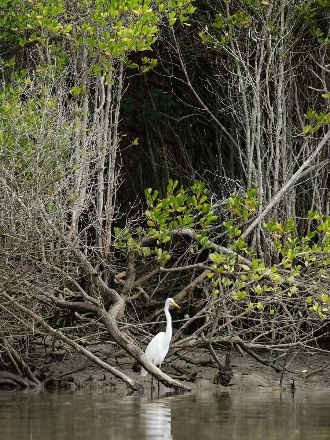 Unable to view the image, Please provide a valid URL.