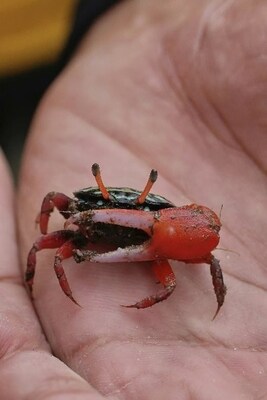 Unable to view the image, Please provide a valid URL.