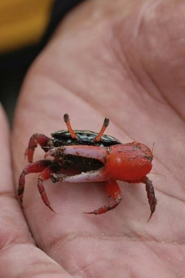 Unable to view the image, Please provide a valid URL.