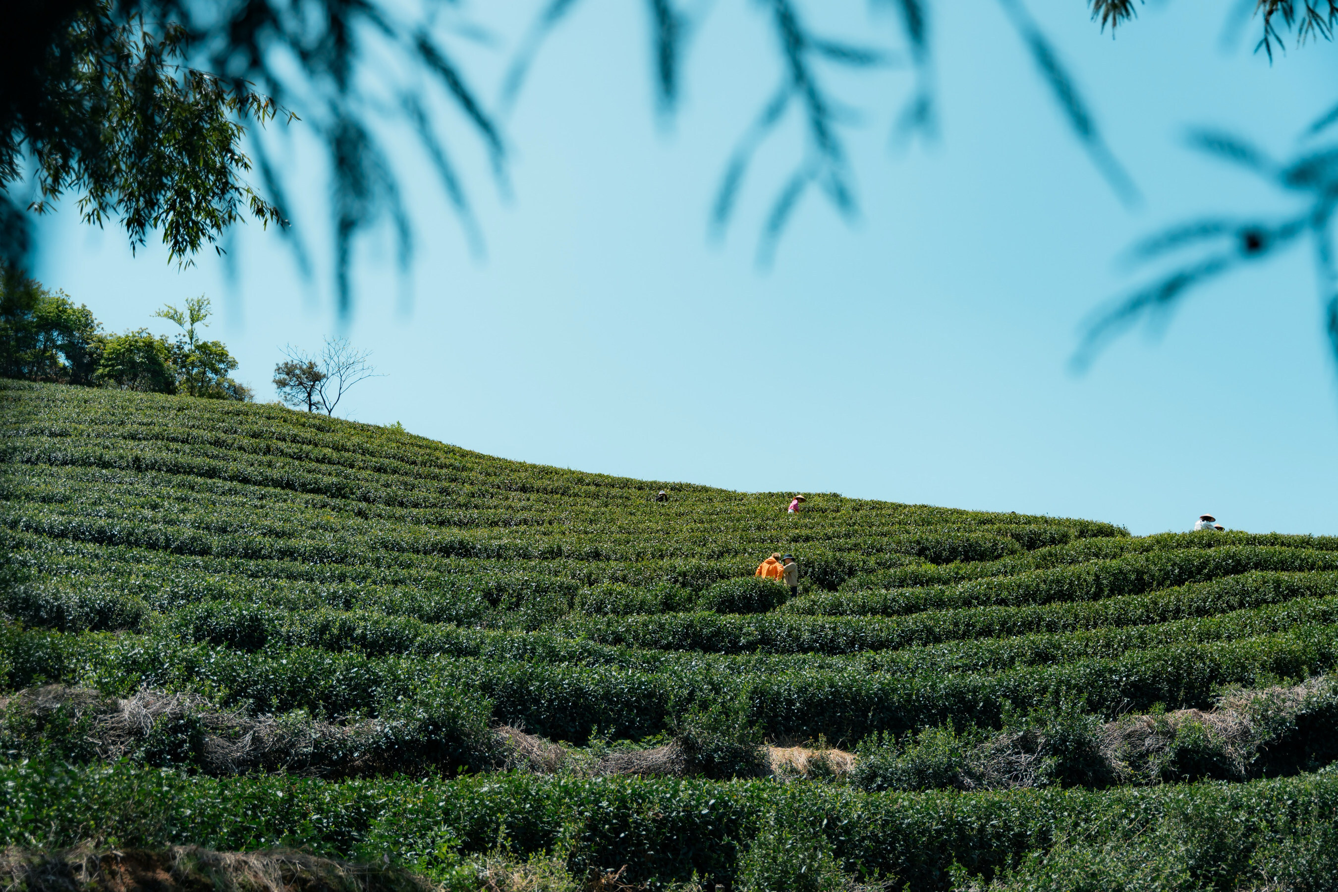 Unable to view the image, Please provide a valid URL.