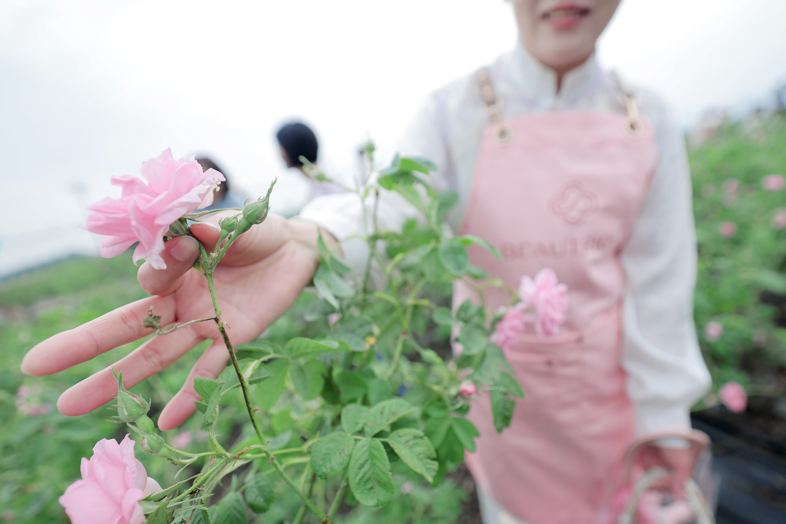 Unable to view the image, Please provide a valid URL.