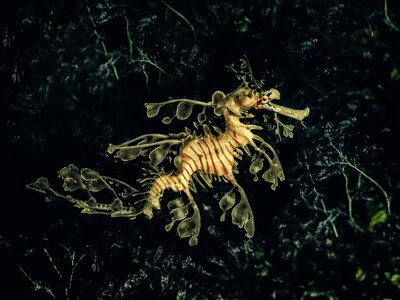 Unable to view the image, Please provide a valid URL.