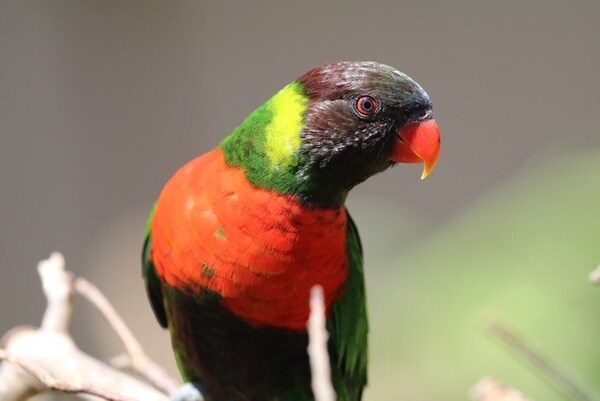 Unable to view the image, Please provide a valid URL.