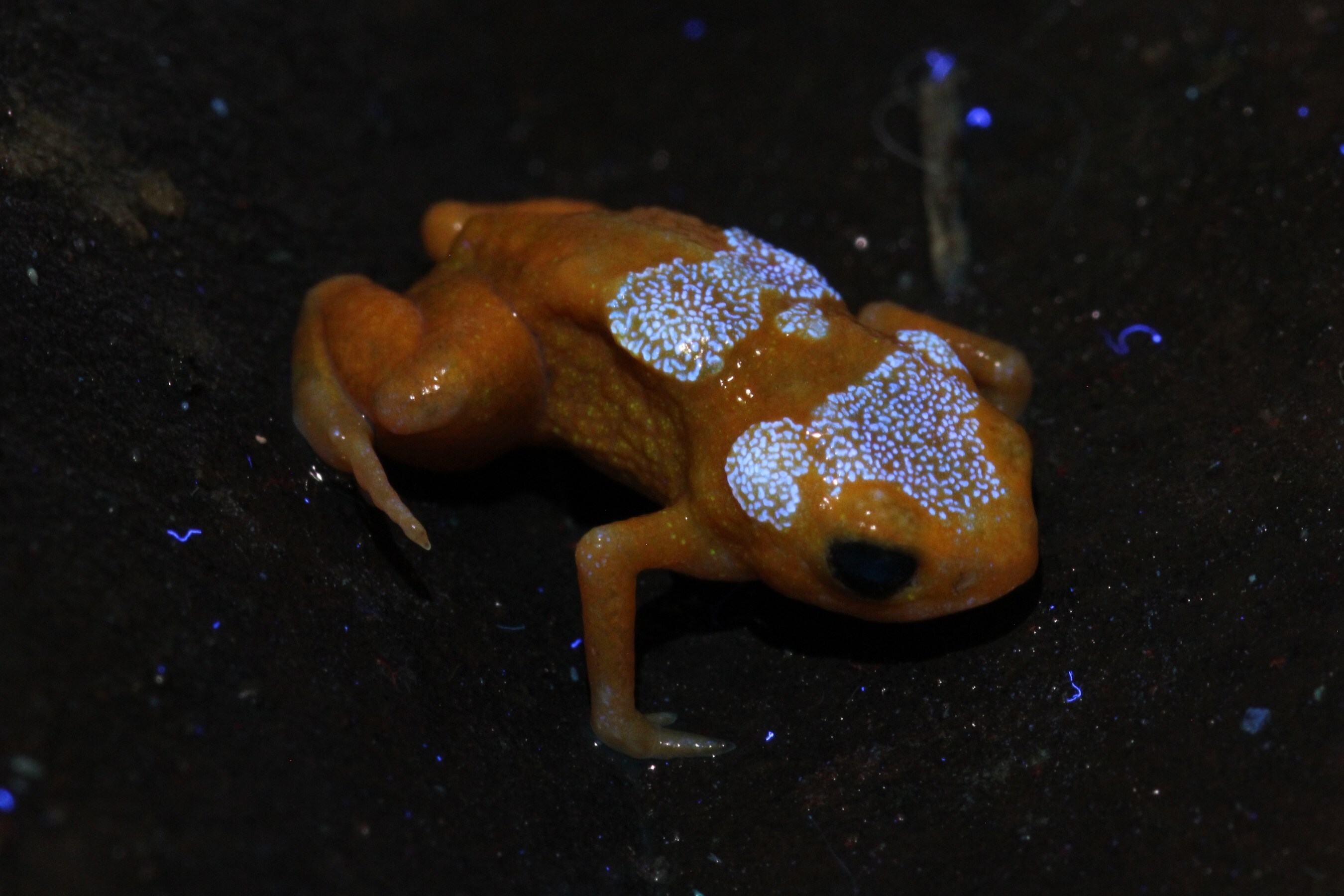 Unable to view the image, Please provide a valid URL.