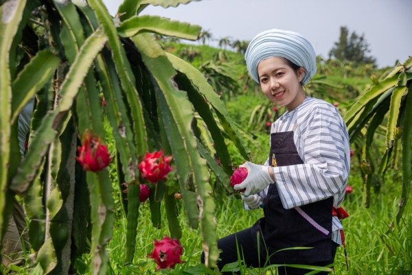 A dragon fruit farm in Guizhou Province supported by Pizza Hut’s “Grow Local Initiative” Program