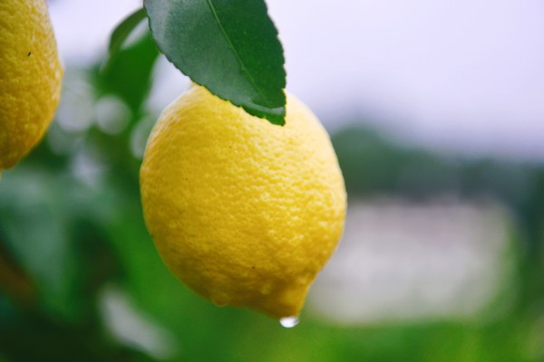 Lemon Anyue
