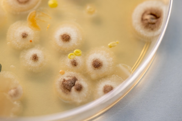 培养基中生长的霉菌