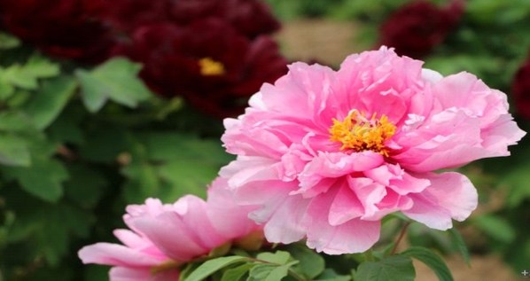 Peonies in full bloom in the Peony Capital of China (Heze)
