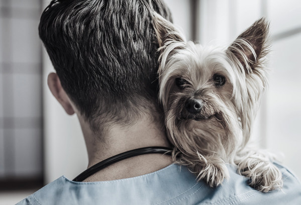 QBIOTICS’ STELFONTA® receives FDA approval for canine mast cell tumors