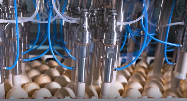 CPV Food輸出鶏肉複合施設は、動物飼料、種鶏場、孵化場、養鶏場、食鶏処理工場を含むクローズドサプライチェーンの下で操業する。鶏卵は、CPV Food工場の自動最新技術であるIn-Ovo Vaccination Technology（卵内ワクチン接種技術）によって分類され、孵化される。C.P. VietnamはIn-Ovo Vaccination Technologyの卵内および自動ワクチン接種技術のパイオニアである。ワクチンは孵卵機から孵卵場に移す前に胚に注射され、ヒナを早期感染から保護しワクチンの均一性を向上する