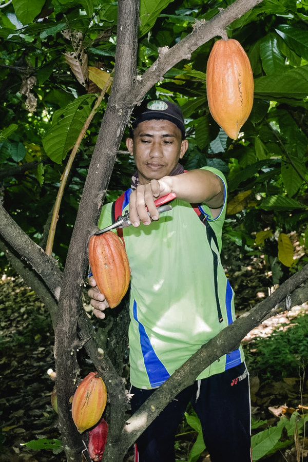 The full range of Van Houten Professional products have 100% sustainably-source cocoa via the Cocoa Horizon Foundation, positively impacting livelihoods in cocoa farming communities in Sulawesi