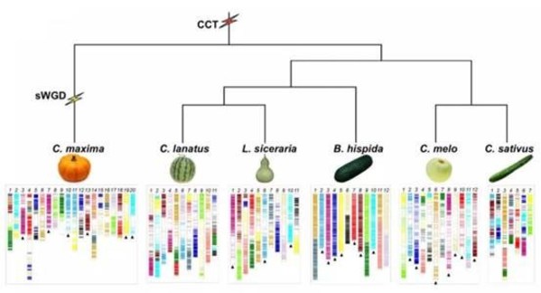 瓜类作物基因组演化