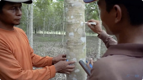 HeveaConnect and SNV partner to develop agronomy training modules for natural rubber smallholders in Indonesia