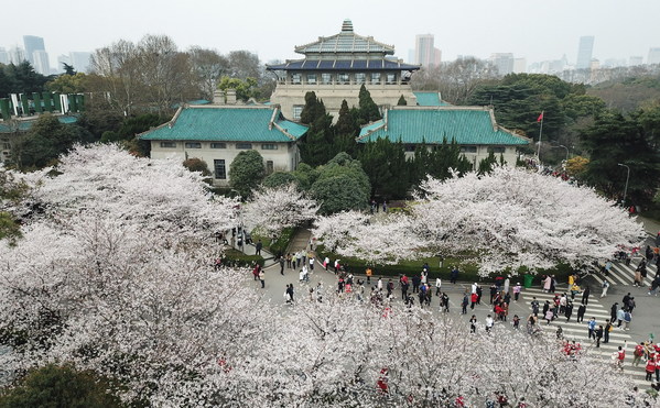 Cherry blossoms in Wuhan