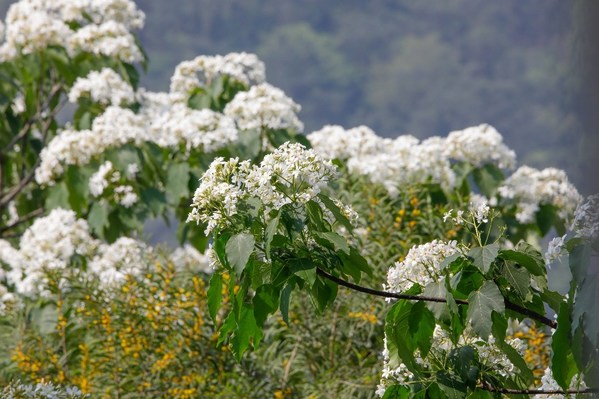 Tung trees are already blossoming at the Tianzhu Mountain Scenic Spot in Haicang District.