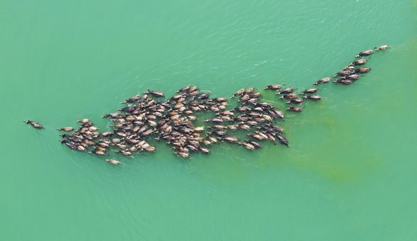 A herd of cattle cross the Jialing River towards an island for grass on April 30. Such a grand scene in Peng'an county, Sichuan province appears repeatedly everyday between April to October