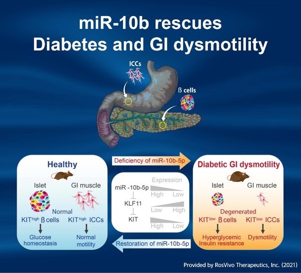 miR-10-5p通过KLF11-KIT通路成为胃肠运动障碍和糖尿病的关键调节因子