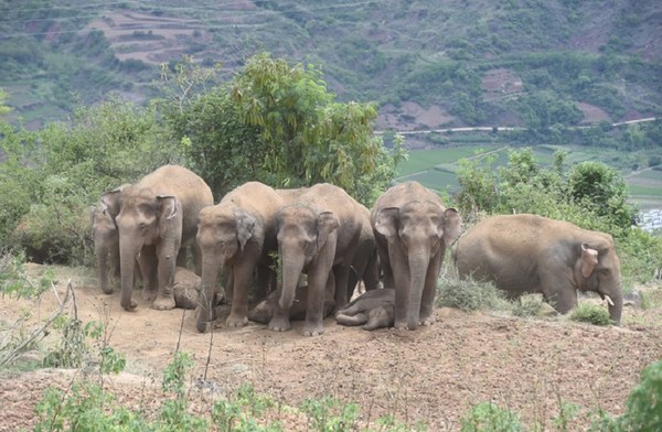 Xinhua Silk Road: China's migrating elephant herd safe under protection in Yunnan Yuxi