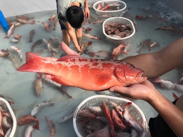 [A grown coral grouper fish given by China to the Philippines. Photo provided by FENG Huiming.]