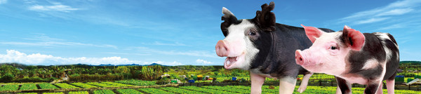 Hong Kong Heritage Pork: John Lau Hon Kit's new innovative breed, the "Tai Chi Pig"