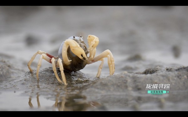 A Soldier Crab on a mudflat in Danzhou Bay, Hainan Island, China. (Video screenshot)
