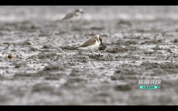 A Lesser Sand Plover catches a Soldier Crab on a mudflat in Danzhou Bay, Hainan Island, China. (Video screenshot)
