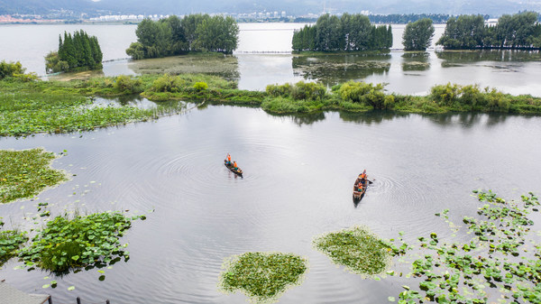 Aerial photo shows that maintenance staff work in the Yongchang Wetland Park by the Dianchi Lake in Kunming, capital city of southwest China's Yunnan Province