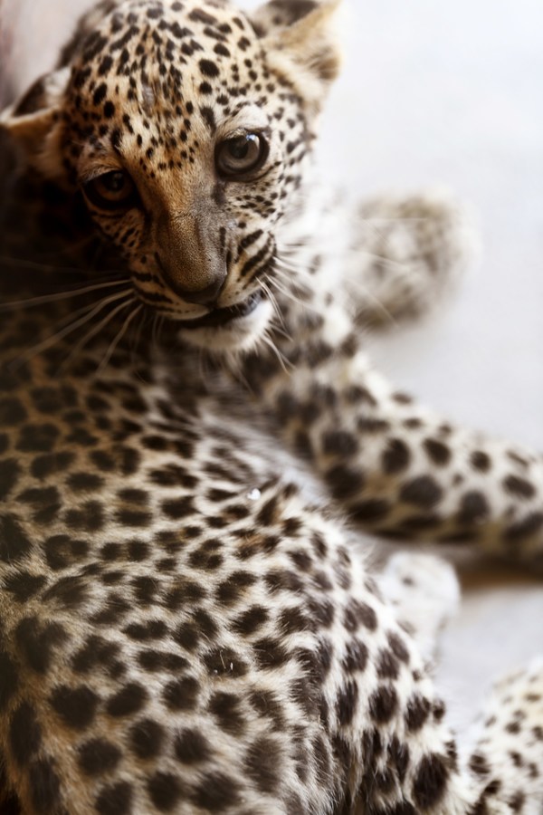 阿拉伯豹幼崽的出生标志着拯救濒危物种取得突破