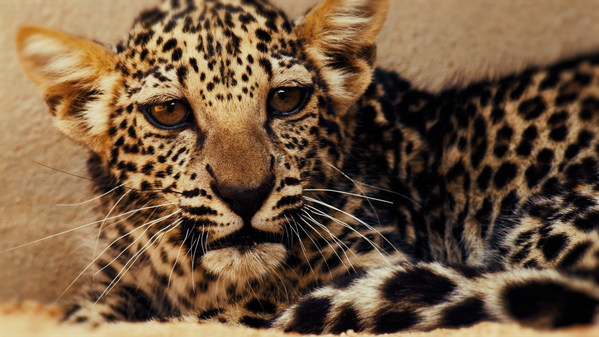The now 5-month old Arabian Leopard baby cub is one of 16 precious leopards in AlUla’s Arabian Leopard Breeding programme.