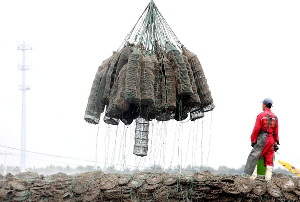 Oysters being hoisted from the water and brought ashore
