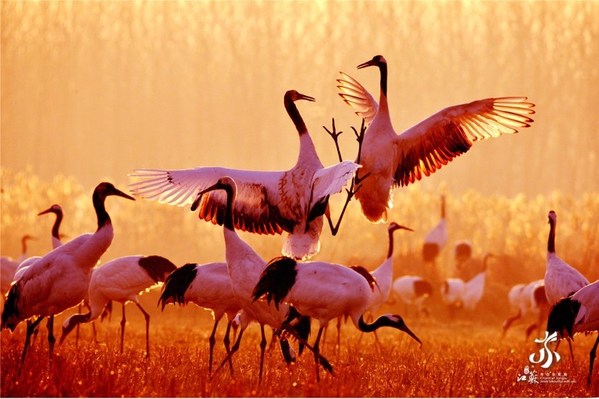 Red-crowned cranes dancing in the Yancheng Wetland National Nature Reserve, Rare Birds