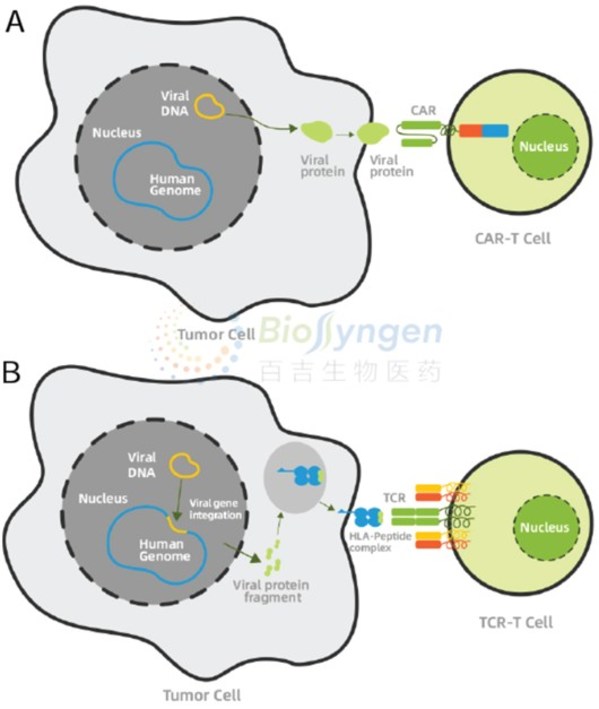 百吉生物具有獨特的針對EB病毒相關癌症的CAR-T （圖A）和 TCR-T（圖B） 技術，通過靶向病毒相關抗原，特異性殺傷腫瘤細胞。