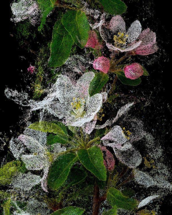 克莱门特·瓦拉（Clement Valla），《海棠花，罗杰·威廉姆斯公园》（Crabapple, Roger Williams Park），2021年。图片提供｜艺术家