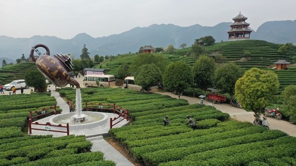 Intellasia East Asia News – Xinhua Silk Road: Industri teh China mempertahankan momentum pertumbuhan dalam produksi dan penjualan, pakar