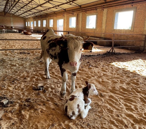 福成牛场新出生的小牛