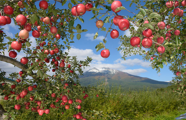 為了慶祝，將推出激動人心推廣活動，送出足足10KG的青森蘋果！