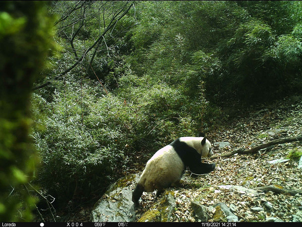 中国四川省：何匹の野生パンダは特に「おしゃれ好き」