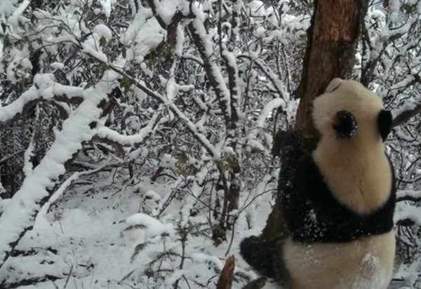 Seekor panda raksasa memanjat pohon seperti yang terekam pada kamera inframerah [Foto oleh Aba Management Bureau of the Giant Panda National Park]