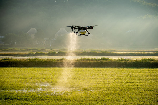 XAG P100 Agricultural Drone sprays on rice paddy