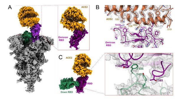オミクロン変異株と抗オミクロン抗体JMB2002の新たな特性で画期的発見