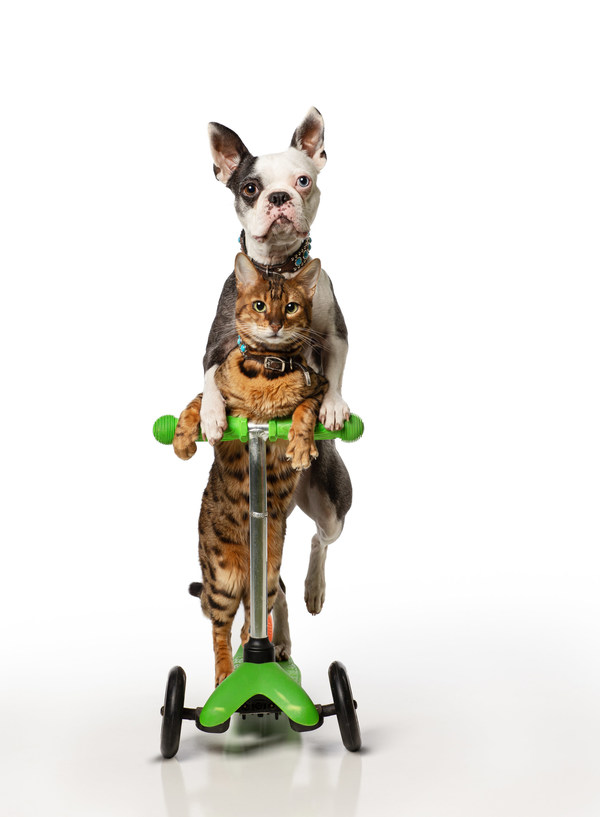 一对猫狗使用滑板车行进5米用时最短