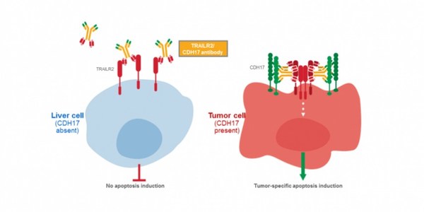 图2 肿瘤细胞中TRAILR2/CDH17作用机制