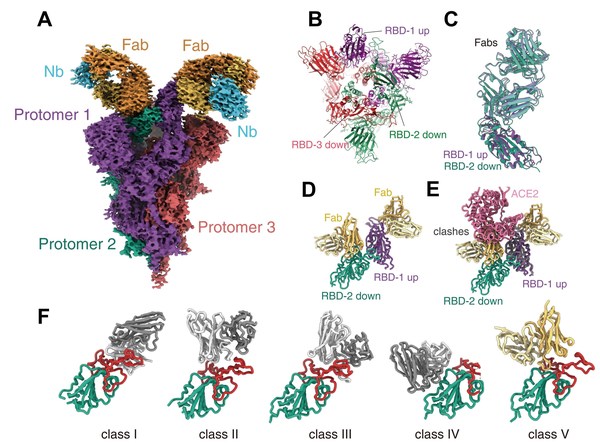 图2   Omicron刺突蛋白结合抗体JMB2002的结构。A展示JMB2002抗体结合Omicron刺突蛋白的整体结构，B复合物中Omicron刺突蛋白的构象，C为与JMB2002抗体结合的两个RBD的结构比较，D为JMB2002抗体结合Omicron刺突蛋白的结构中RBD-RBD的二聚体，E展示了JMB2002抗体结合Omicron的RBD后阻断ACE2进一步结合，F为抗新冠病毒中和抗体的分类，JMB2002抗体为新型抗体，被归为第五类。