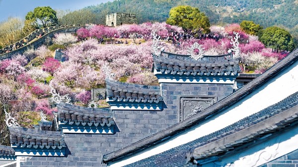 Blossoming plum at the south Great Wall of Taizhou ancient city