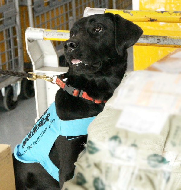 A quarantine detector dog sits and signals when it detects the scent of meat products.