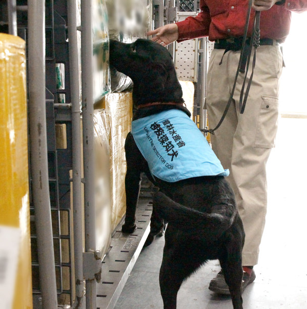 A quarantine detector dog searches for meat products using their sense of smell.