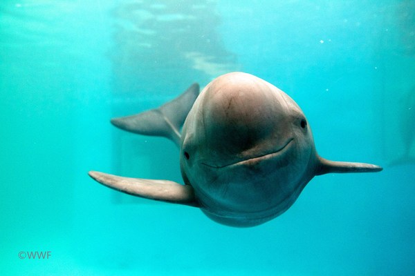 推动全球淡水豚类保护区有效管理 扭转种群下降趋势