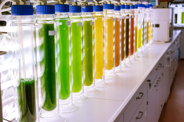 ioeconomy in Saxony-Anhalt: Research on sustainably obtained ingredients from algae.